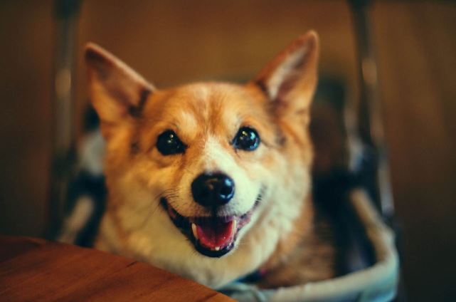 十大世界最可爱的狗排名 博美犬第一，萨摩耶上榜