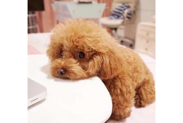 十大世界最可爱的狗排名 博美犬第一，萨摩耶上榜