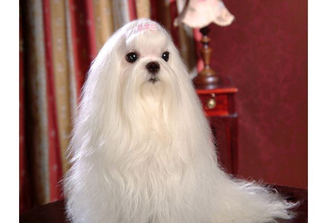 十大世界最可爱的狗排名 博美犬第一，萨摩耶上榜