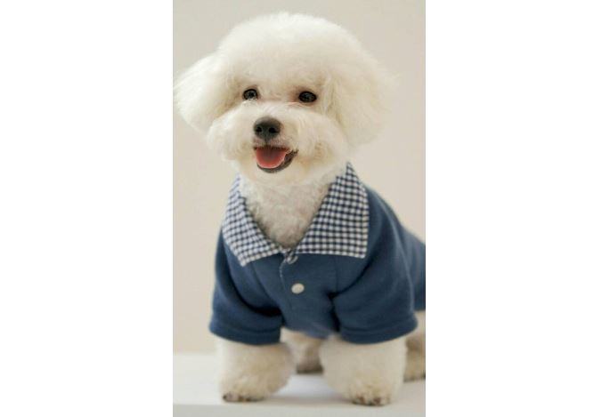 十大世界最可爱的狗排名 博美犬第一，萨摩耶上榜
