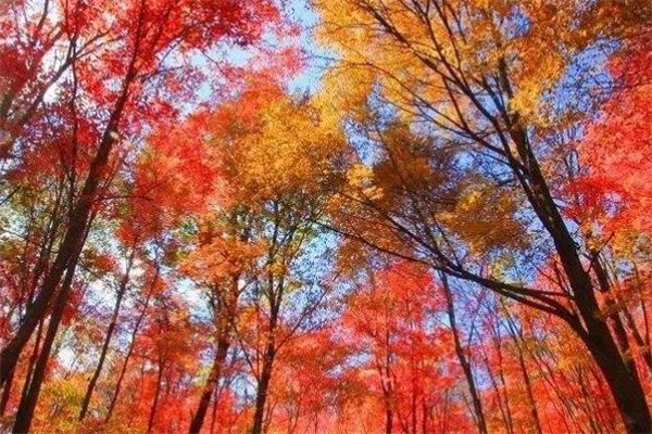 吉林十大风景名胜排行榜：红叶谷上榜，第十游乐项目众多