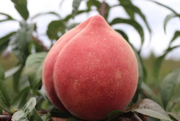 云南最著名10种水果 丽江雪桃上榜，第一产自云南玉溪