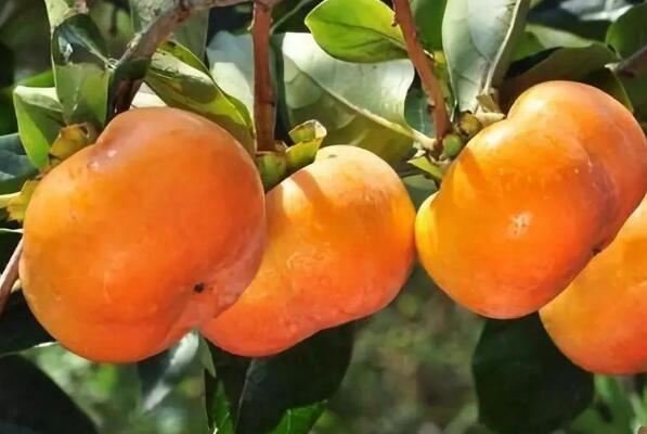 云南最著名10种水果 丽江雪桃上榜，第一产自云南玉溪