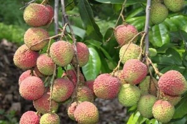 云南最著名10种水果 丽江雪桃上榜，第一产自云南玉溪