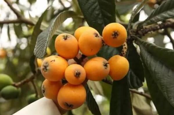 云南最著名10种水果 丽江雪桃上榜，第一产自云南玉溪