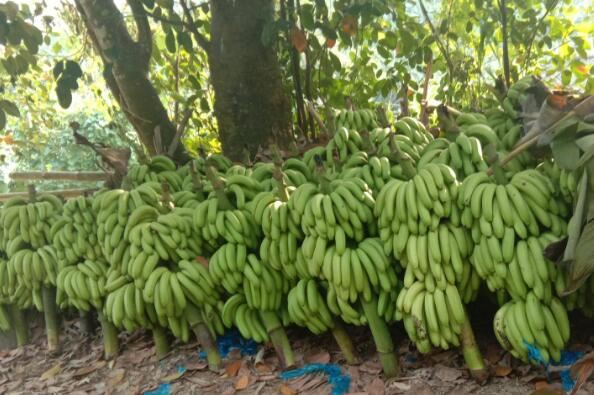 云南最著名10种水果 丽江雪桃上榜，第一产自云南玉溪