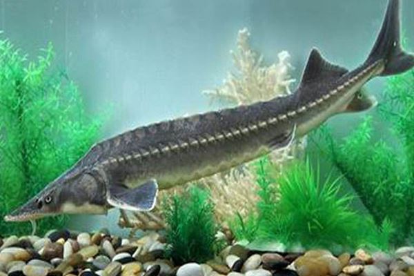 世界十大濒危物种:中华鲟上榜 这几种生物真是奇特的存在