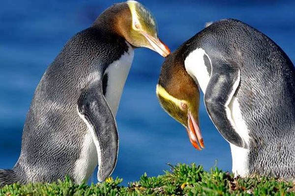 世界十大濒危物种:中华鲟上榜 这几种生物真是奇特的存在