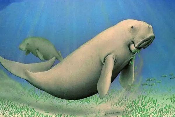 世界十大濒危物种:中华鲟上榜 这几种生物真是奇特的存在