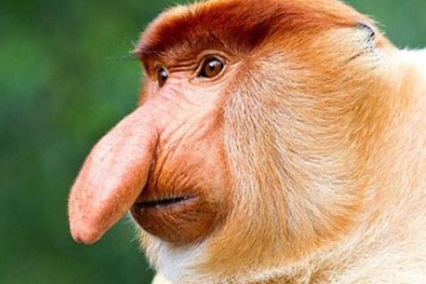 世界十大濒危物种:中华鲟上榜 这几种生物真是奇特的存在