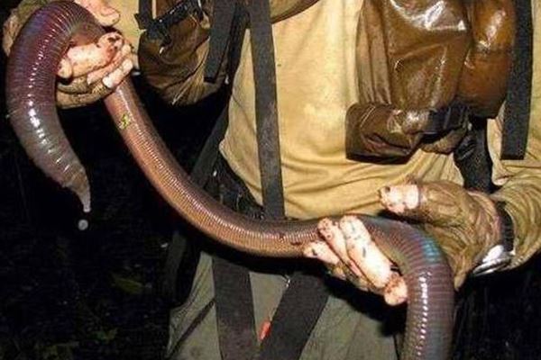 世界十大濒危物种:中华鲟上榜 这几种生物真是奇特的存在