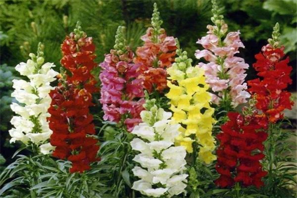 十大有趣植物 含羞草容易害羞金鱼草长得特别