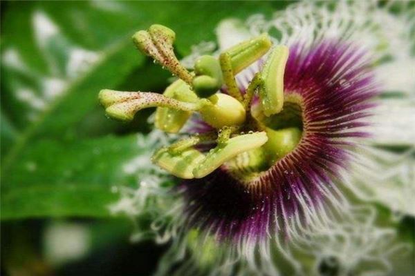十大有趣植物 含羞草容易害羞金鱼草长得特别