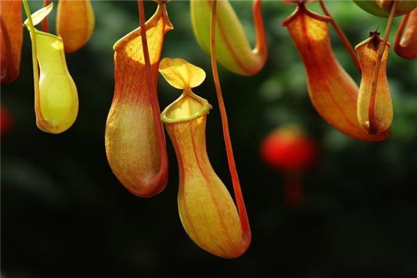 十大有趣植物 含羞草容易害羞金鱼草长得特别