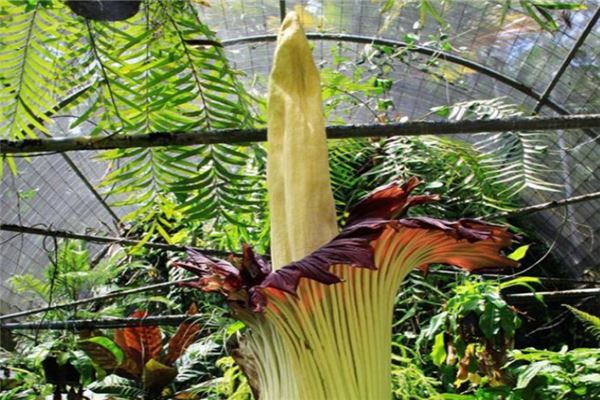 十大有趣植物 含羞草容易害羞金鱼草长得特别