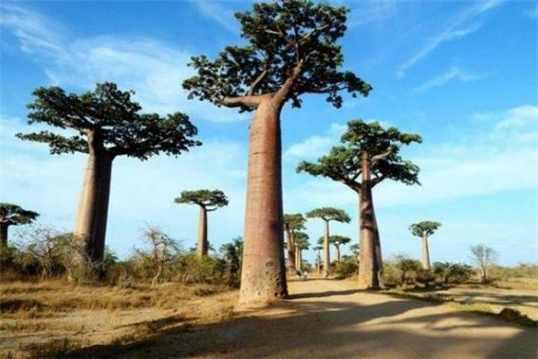 十大有趣植物 含羞草容易害羞金鱼草长得特别