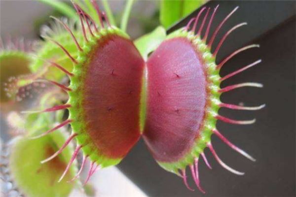 十大有趣植物 含羞草容易害羞金鱼草长得特别