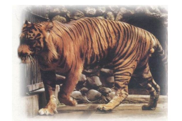 世界已经灭绝的十大可爱动物 这些物种，你认识几个