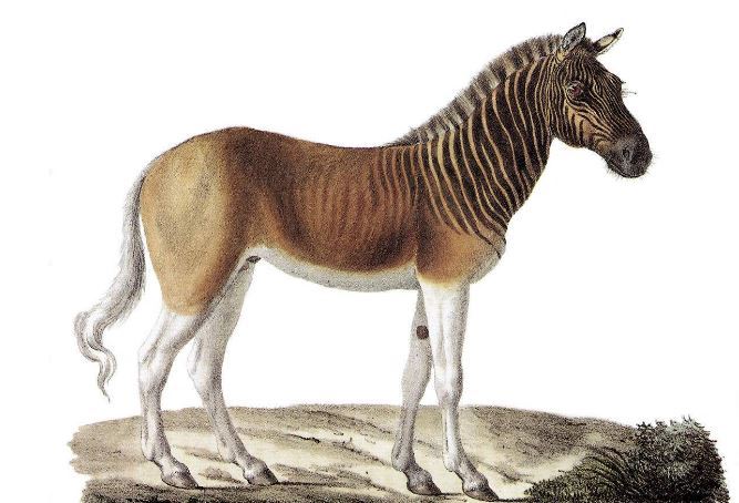 世界已经灭绝的十大可爱动物 这些物种，你认识几个