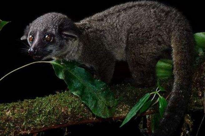 世界已经灭绝的十大可爱动物 这些物种，你认识几个