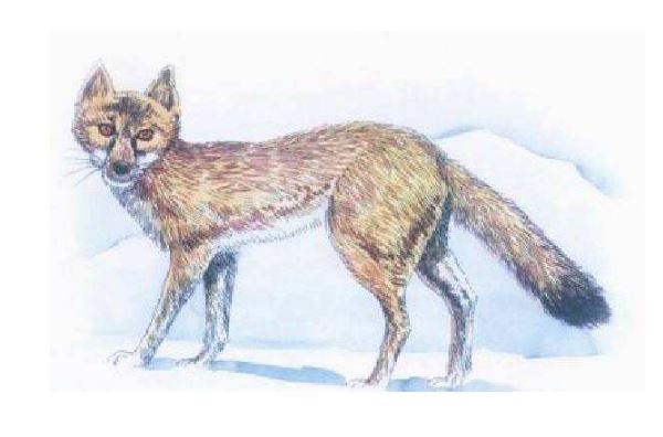 世界已经灭绝的十大可爱动物 这些物种，你认识几个