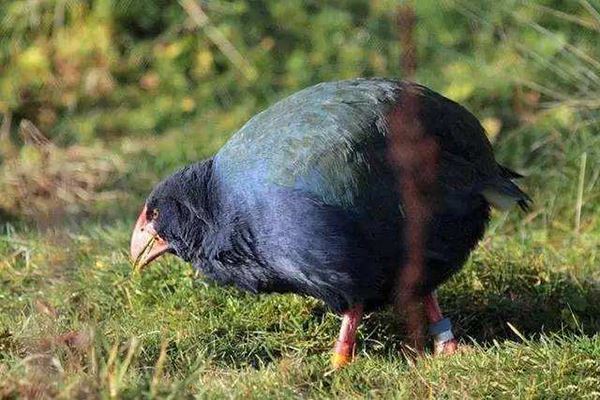 世界上四大最贵的鸡 金属鸡价值超高可以买一套房子