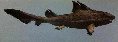 远古十大海洋凶猛巨兽排名 灭绝的恐怖海洋生物有哪些