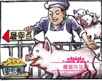 现代化屠宰场是怎么杀牛的，人道屠宰流程及标准化