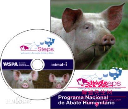 现代化屠宰场是怎么杀牛的，人道屠宰流程及标准化