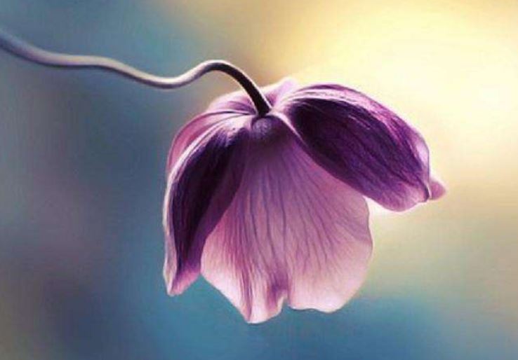 孤芳自赏意思是什么意思