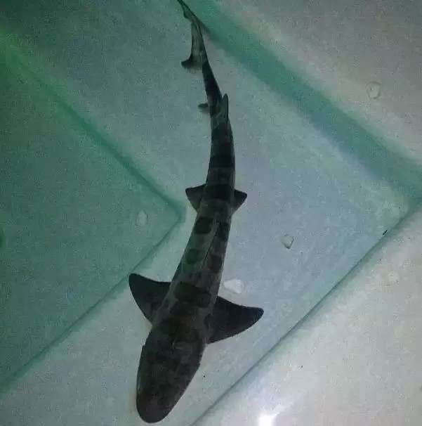 美国土豪丹·比尔泽兰（Dan Bilzerian）的奢华生活（照片）