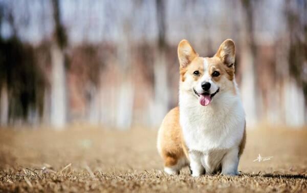 世界十大最萌的狗,比熊犬萌化人心排第三(第一名利双收)