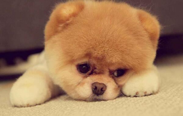 世界十大最萌的狗，比熊犬萌化人心排第三（第一名利双收）