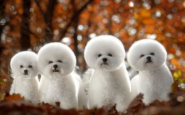 世界十大最萌的狗，比熊犬萌化人心排第三（第一名利双收）