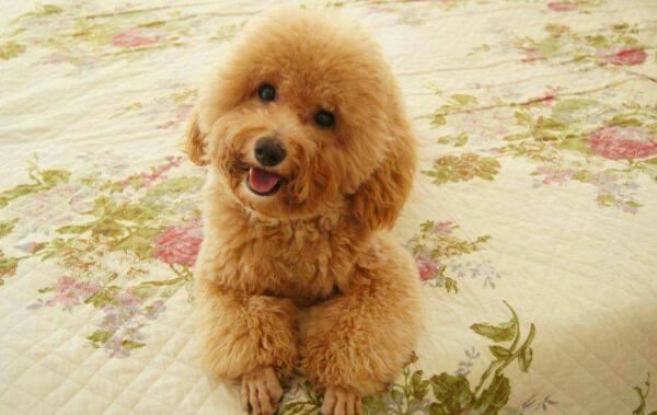 世界十大最萌的狗，比熊犬萌化人心排第三（第一名利双收）