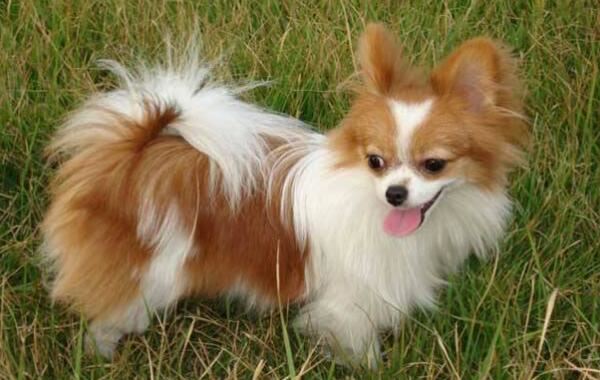 世界十大最萌的狗，比熊犬萌化人心排第三（第一名利双收）