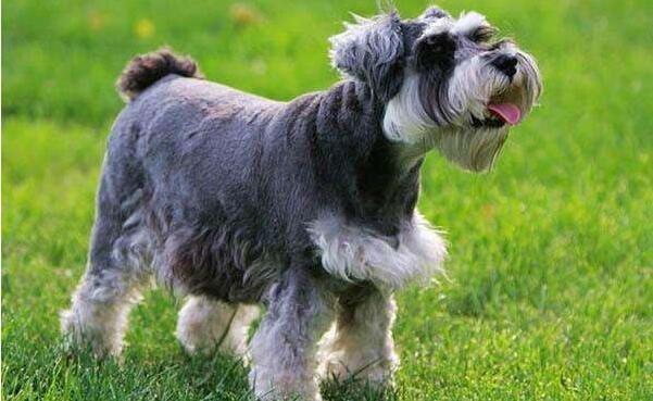 世界十大最萌的狗，比熊犬萌化人心排第三（第一名利双收）