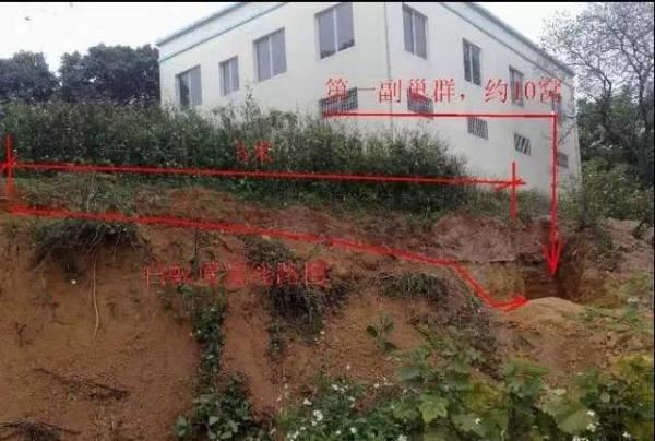 蚁后的样子图片，挖出30年蚁后竟长这样