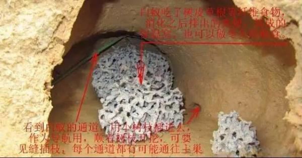蚁后的样子图片，挖出30年蚁后竟长这样
