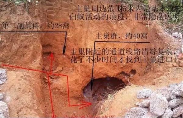 蚁后的样子图片，挖出30年蚁后竟长这样