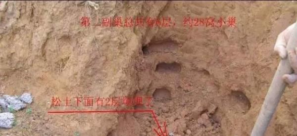 蚁后的样子图片，挖出30年蚁后竟长这样