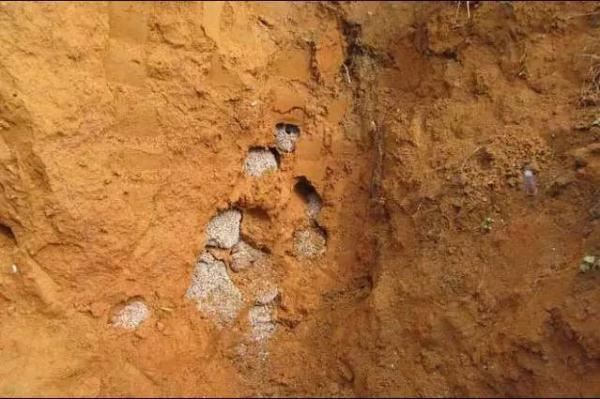 蚁后的样子图片，挖出30年蚁后竟长这样