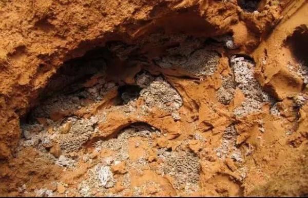 蚁后的样子图片，挖出30年蚁后竟长这样