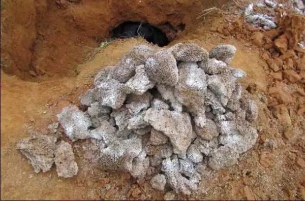 蚁后的样子图片，挖出30年蚁后竟长这样