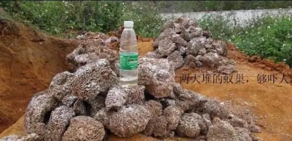 蚁后的样子图片，挖出30年蚁后竟长这样
