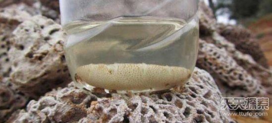 蚁后的样子图片，挖出30年蚁后竟长这样