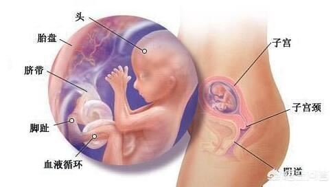 怀孕四个月宝宝在肚子里有多大？