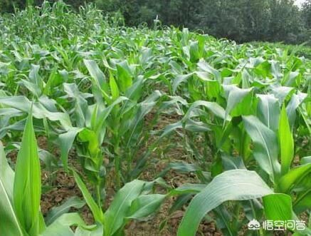 玉米苗后除草剂有哪些？常用的一般是哪几种？