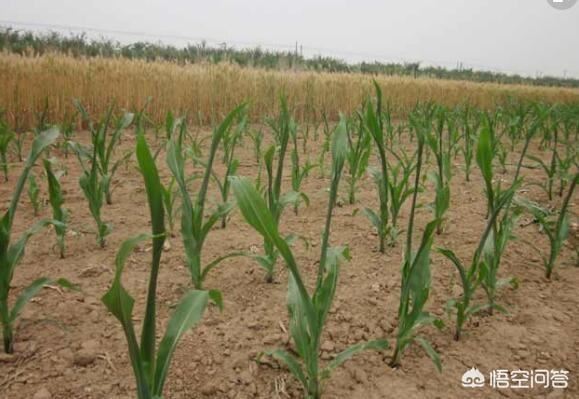玉米苗后除草剂有哪些？常用的一般是哪几种？
