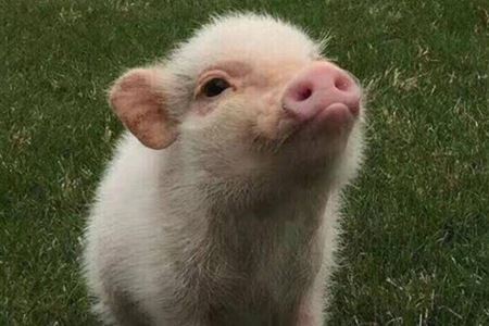 史上最强笑话十则,黄色笑话荤段子老司机都脸红